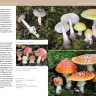 Mushrooms of the Pacific Northwest by Steve Trudell